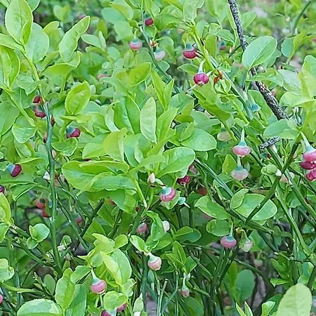 Dom Wakacyjny Z Sauna I Ogrodem Na Wylacznosc *