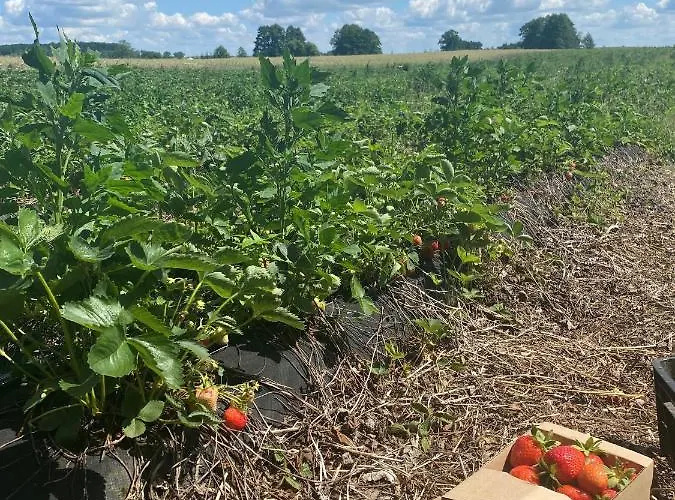 Z Sauna I Ogrodem Na Wylacznosc Drawno