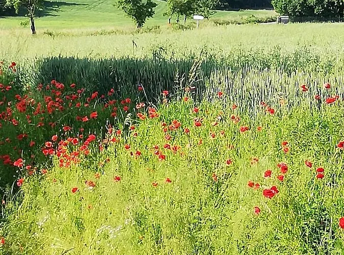 Z Sauna I Ogrodem Na Wylacznosc *